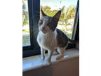 Adopt Pocha a American Bobtail