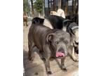 Adopt Grace a Pit Bull Terrier