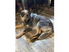 Adopt Roxie a Australian Cattle Dog / Blue Heeler