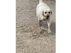 Adopt Sadie a Yellow Labrador Retriever