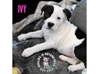 Adopt Litter of 5: Ivy a American Staffordshire Terrier