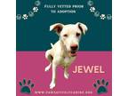Adopt Jewel a Yellow Labrador Retriever