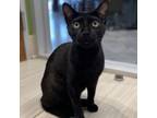 Adopt Blackie a Domestic Short Hair