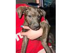 Adopt Bambi a Boxer, Pit Bull Terrier