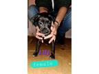 Adopt Lily 2 # BAC-A-592 a Pit Bull Terrier