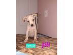 Adopt Jill #BAC-A-579 a Pit Bull Terrier