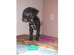 Adopt Sweety # BAC-A-591 a Labrador Retriever