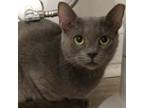 Adopt Precious2 a Domestic Short Hair, Russian Blue