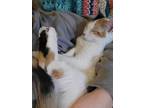 Adopt Gilly a Domestic Short Hair