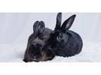 Adopt Jack and Sally a Flemish Giant