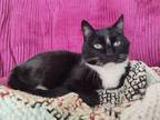 Adopt Camellia a Domestic Short Hair