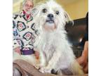 Adopt Clarabel (IL) a Cairn Terrier