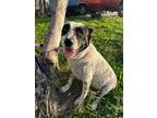 Adopt Oreo a Australian Cattle Dog / Blue Heeler, Dalmatian