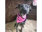 Adopt Princess a Mixed Breed