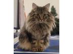 Adopt Stormy a Tabby, Domestic Long Hair