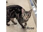 Adopt Rose a Domestic Short Hair, Tabby