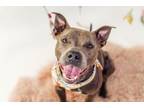 Adopt Toga a Pit Bull Terrier, Mixed Breed