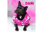 Adopt Dani a Australian Cattle Dog / Blue Heeler, Mixed Breed