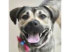 Adopt SweetPea a Pit Bull Terrier, German Shepherd Dog