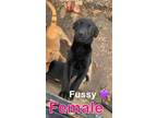 Adopt Fussy a Black Labrador Retriever