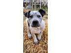 Adopt Lilly a Australian Cattle Dog / Blue Heeler