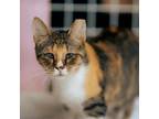 Adopt Sniffles a Domestic Short Hair