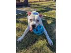 Adopt SNOWBALL a American Staffordshire Terrier