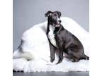 Adopt Spanky a Greyhound, Mixed Breed