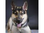 Adopt Kiryu a German Shepherd Dog