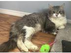 Adopt Duke (pronounced Dukie) a Domestic Long Hair