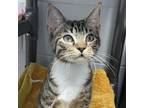 Adopt Emery a Domestic Short Hair