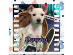 Adopt Downy a Shepherd