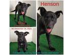 Adopt Henson a Labrador Retriever, Mixed Breed