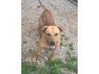 Adopt Toby a Mountain Cur