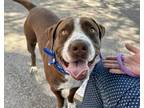 Adopt MONROE a Labrador Retriever, Pit Bull Terrier