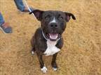 Adopt AARON a Pit Bull Terrier, Mixed Breed