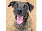 Adopt Oso a Mixed Breed