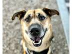 Adopt JAGER a German Shepherd Dog