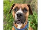 Adopt RAFFERTY* a Boxer, Mixed Breed