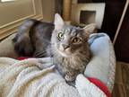 Adopt Hank Yellowstone a Tabby, Domestic Medium Hair