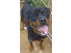 Adopt BUGZ a Rottweiler