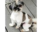 Adopt Rex a Shih Tzu