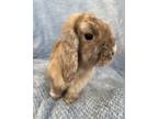 Adopt Rueben a Holland Lop