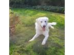 Adopt Casper a Great Pyrenees, Labrador Retriever