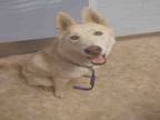 Adopt ZEUS a Husky, Mixed Breed