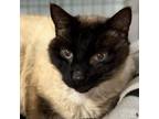 Adopt Mocha a Siamese