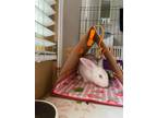 Adopt Pax a Bunny Rabbit