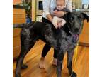 Adopt BUBBA a Catahoula Leopard Dog, Mixed Breed