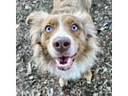 Adopt LYNDON a Australian Shepherd, Golden Retriever