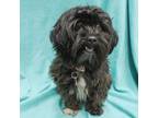 Adopt CHINO a Shih Tzu